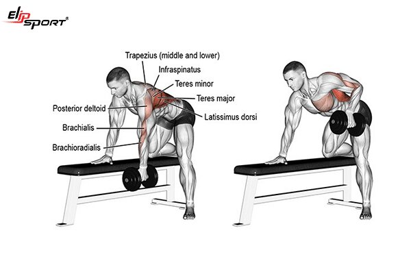Bài tập fitness cho nam - Dumbbell Single-Arm Row