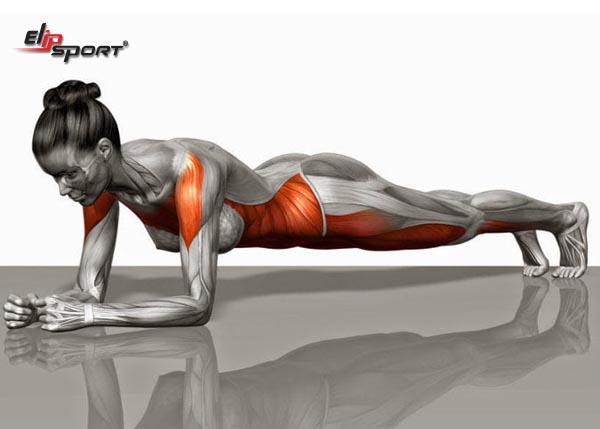 Bài tập Plank giảm mỡ bụng và bắp tay