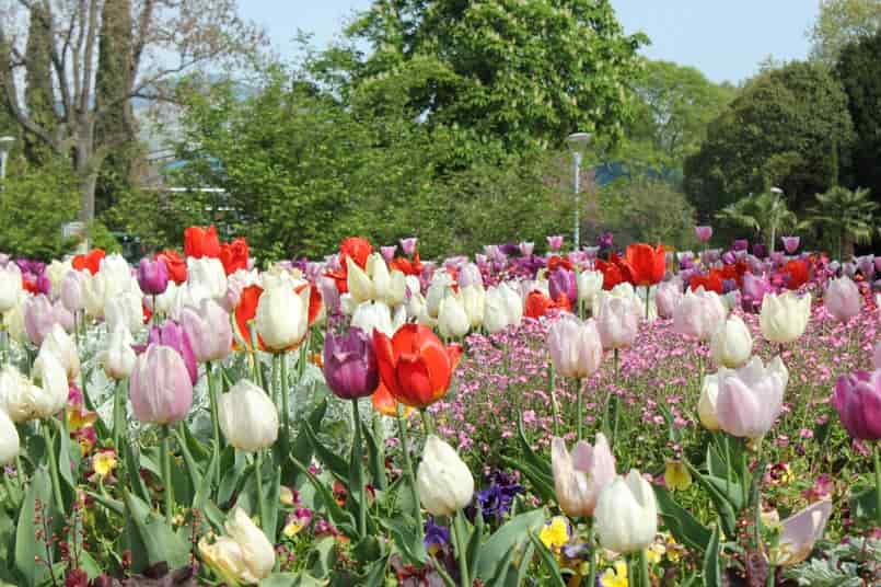 ý nghĩa các loài hoa tulip