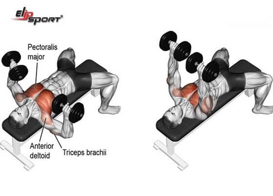 Tổng Hợp Bài Tập Tạ Tay Đúng Cách