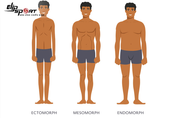 Cach Tăng Can Cho Tạng Người Ectomorph