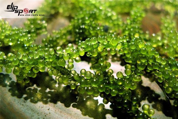 uống tảo biển giảm cân