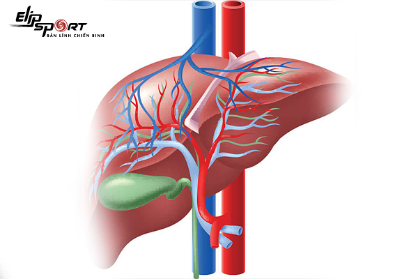 Glycogen là gì? Tác dụng của glycogen là gì?