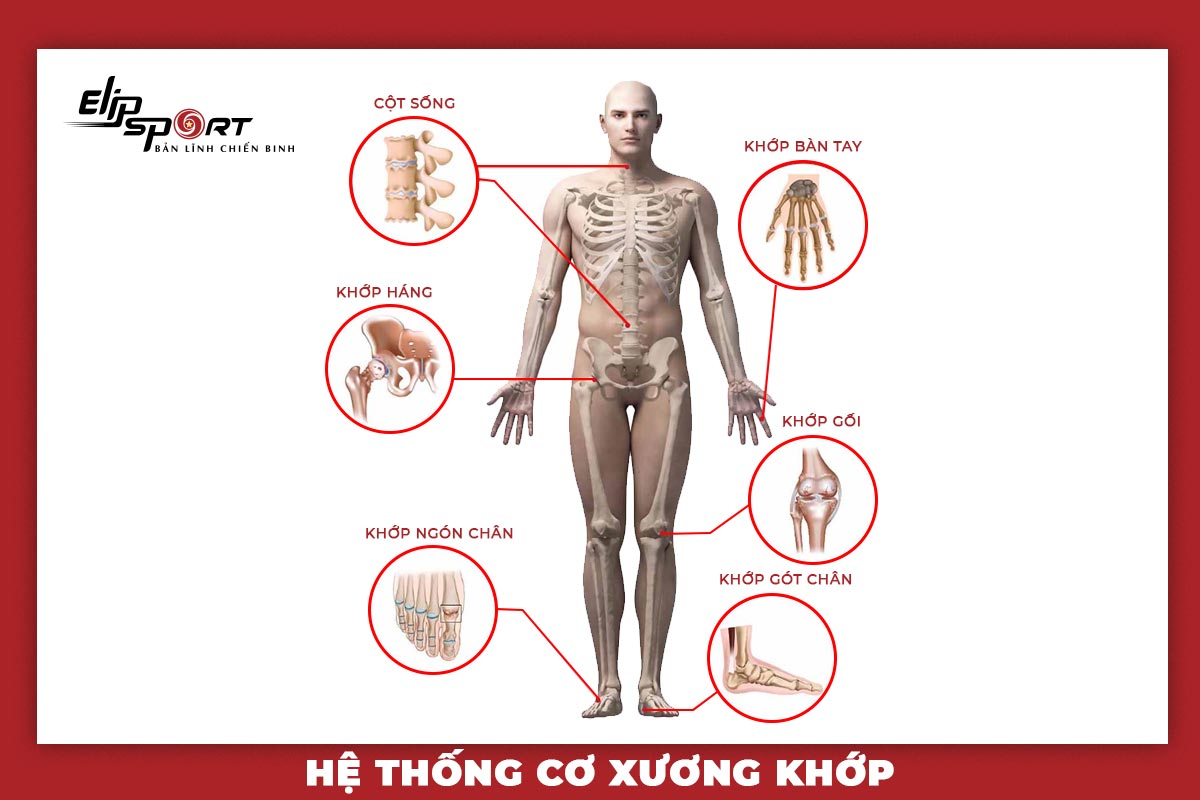 Chi tiết 57 về mô hình các bộ phận cơ thể người hay nhất  coedocomvn