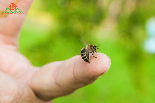 Bị ong đốt bôi gì cho nhanh lành và giảm sưng?