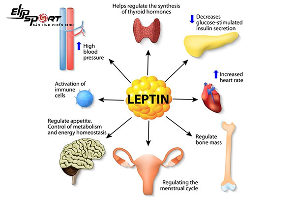 Leptin là gì