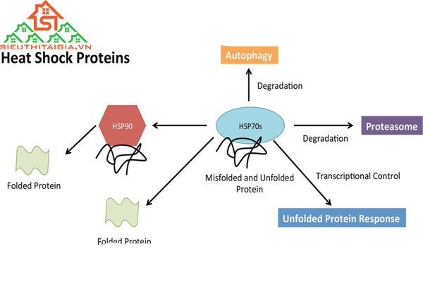 Protein sốc nhiệt là gì? Tác dụng của protein sốc nhiệt