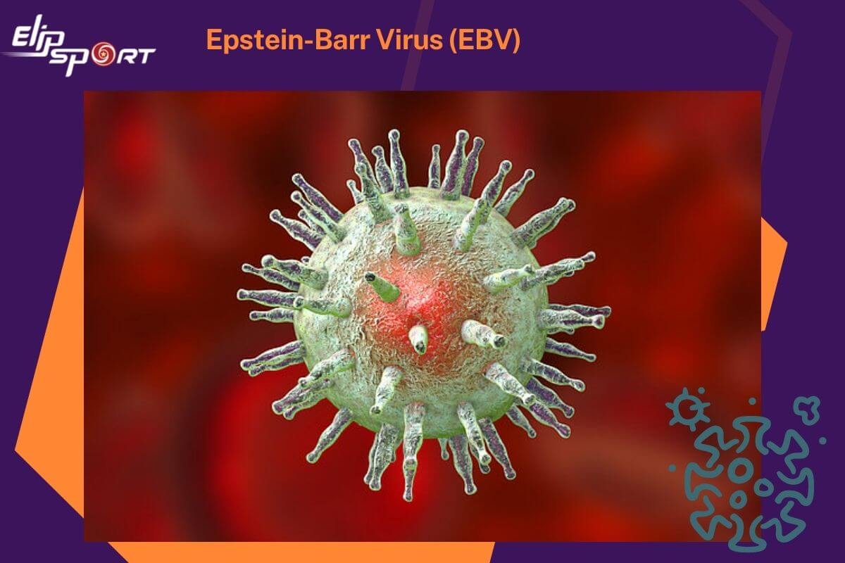 EBV virus là gì