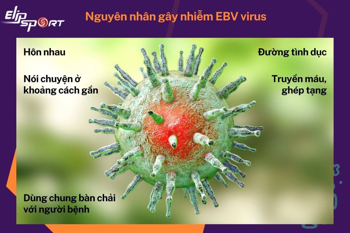 EBV virus lây truyền