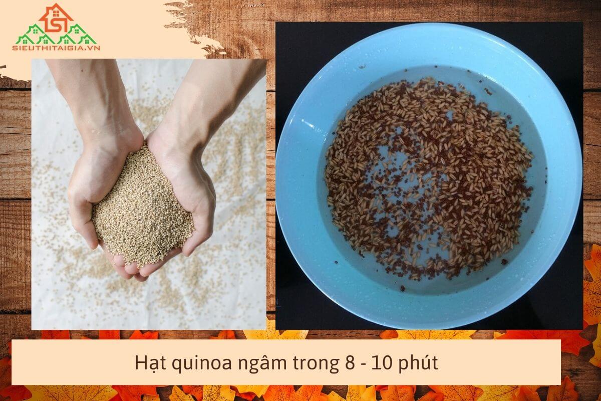 hạt quinoa ngâm bao lâu