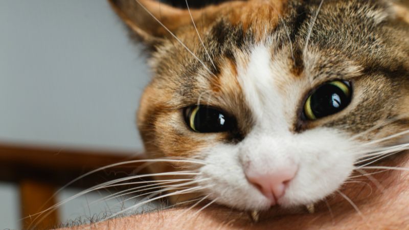 Bị mèo cắn chảy máu có thể gây ra một số rủi ro sức khỏe