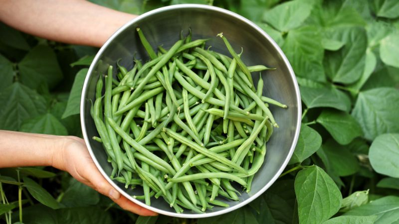 Chọn đậu que có màu sắc xanh tươi