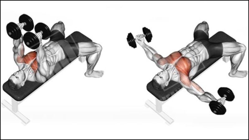 Bài tập Dumbbell Flyes