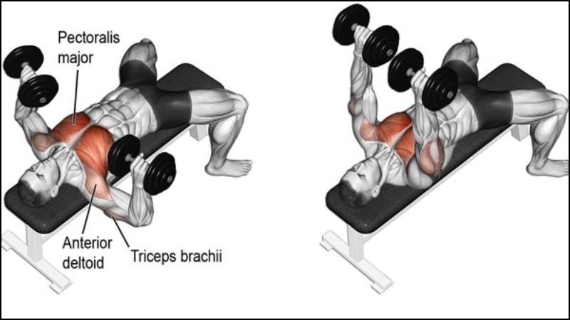 Bài tập Dumbbell Bench Press