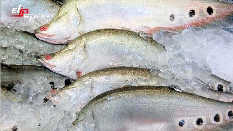 Cá thác lác là loại cá giàu dinh dưỡng