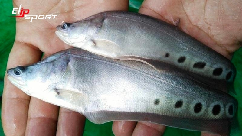 Lựa chọn cá thác lác tươi