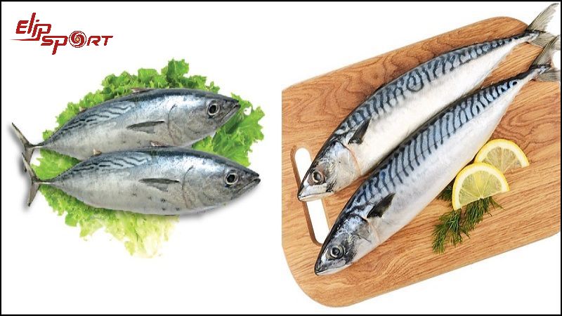 Cá ngừ là loại thực phẩm rất giàu đạm và các loại vitamin, khoáng chất cần thiết