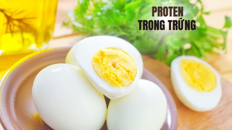 Lượng protein có trong trứng