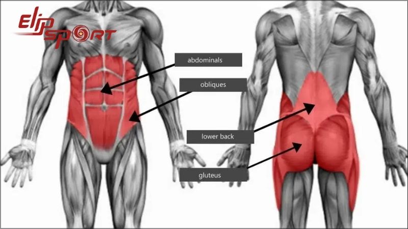 Cơ core là nhóm cơ bao quanh thân và hông