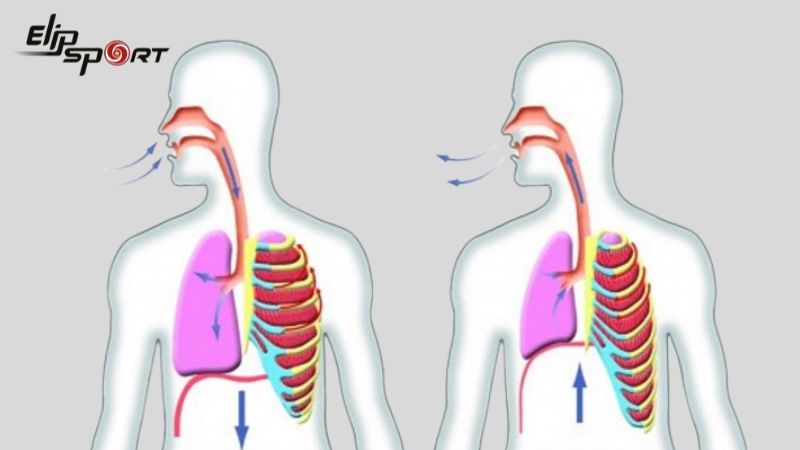 Hít thở qua cả mũi và miệng để tăng cường lưu lượng không khí vào cơ thể