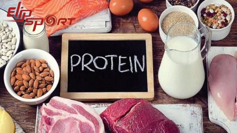 Protein đóng vai trò quan trọng trong sự phát triển của cơ bắp và mô thịt
