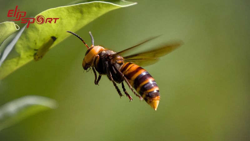 Ong bắp cày có kích thước lên tới 5,5 cm