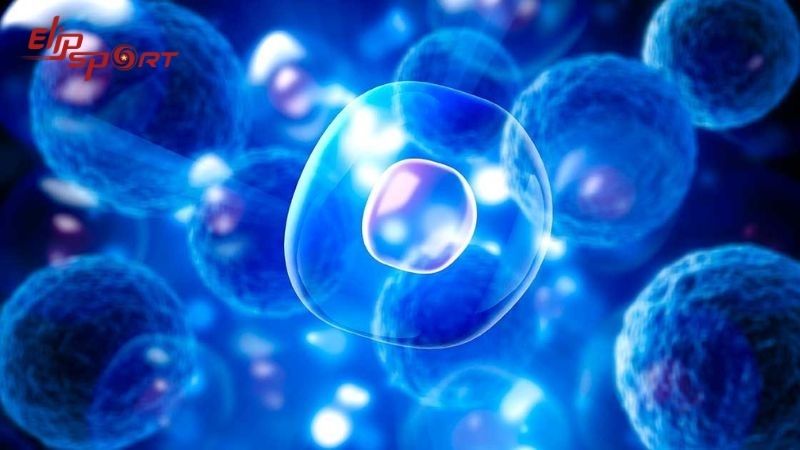 Giúp các tế bào trong cơ thể phát triển và hoạt động