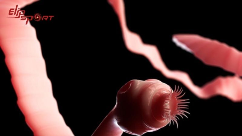 Sử dụng thịt heo chưa được nấu chín có thể tiềm ẩn nguy cơ cho sức khỏe