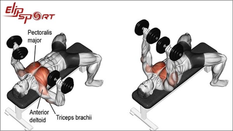 Bài tập phát triển cơ ngực Dumbbell Bench Press