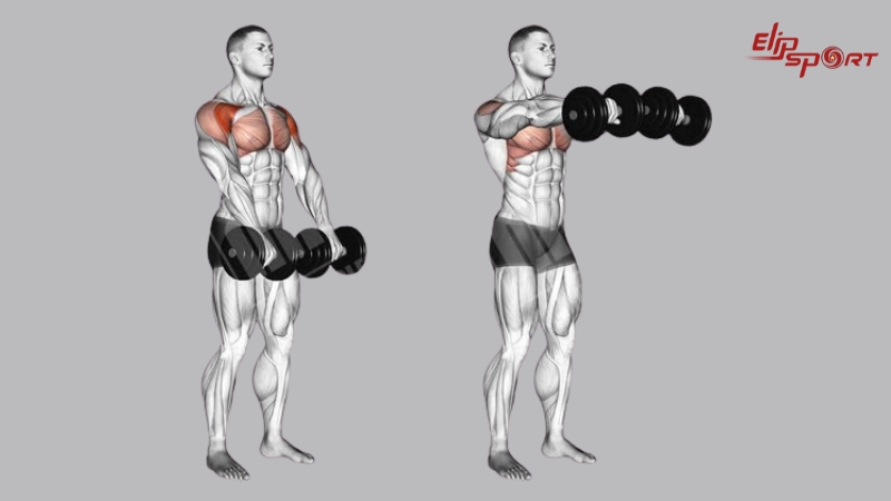 Straight-Arm Front Deltoid Raise giúp bạn phát triển toàn diện cơ vai trước