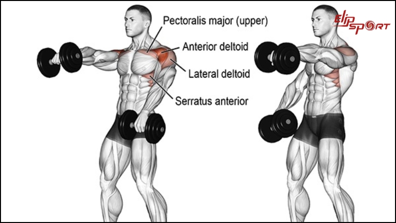 Front Dumbbell Raise sẽ giúp bạn phát triển cơ vai trước, tăng cường sức mạnh và hình thành cơ bắp