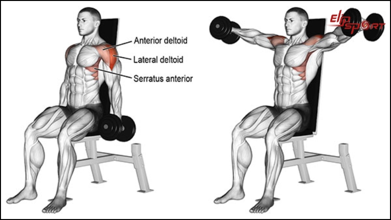 Bài tập Seated Side Lateral Raise gần giống với Lateral Raise truyền thống