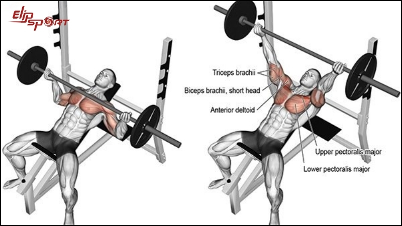 Nằm đẩy tạ trên ghế để phát triển ngực giữa có thể sử dụng tạ đòn hoặc tạ tay