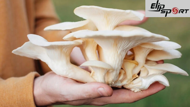 100g nấm bào ngư chứa khoảng 31 đến 35 calo