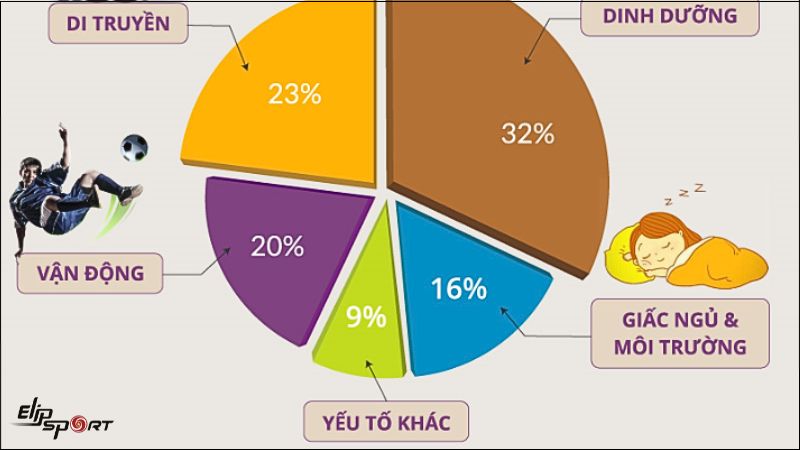 Các yếu tố ảnh hưởng đến chiều cao