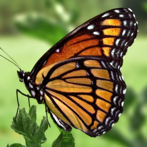 Hiệu ứng cánh bướm tác động như thế nào đến con người?