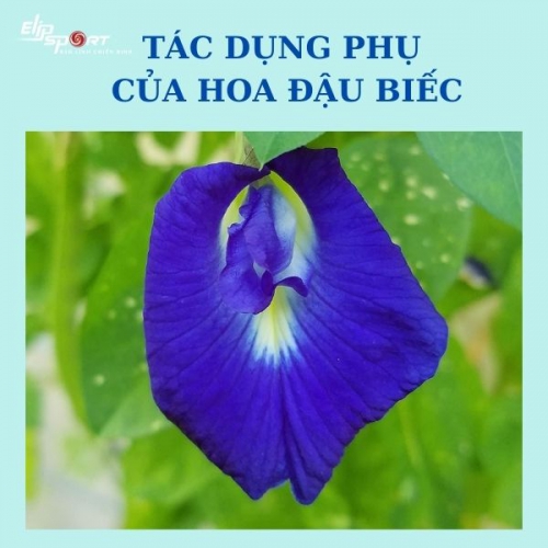 Nếu bị ngộ độc hoa đậu biếc, người bị nên làm gì?
