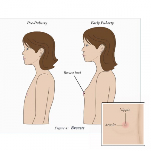 Tìm hiểu: Ngực của con gái phát triển như thế nào?